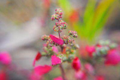 Close-up of pink flowering plant