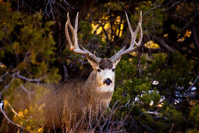 A mule deer buck stands in evening sunlight at mesa verde national park, colorado.