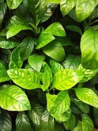 Full frame shot of green leaves