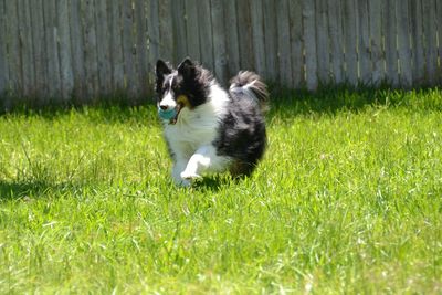 Cat on grass