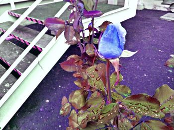 High angle view of purple flowering plants