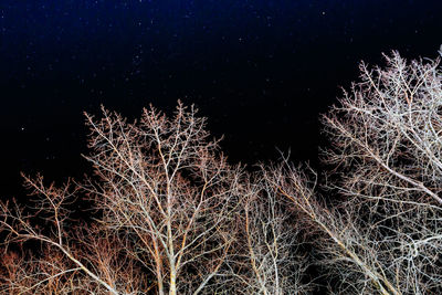Low angle view of illuminated tree against sky at night
