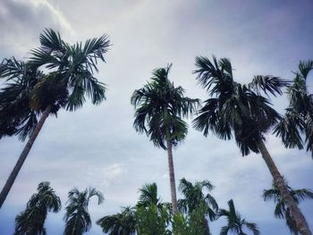 Low angle view of palm trees against sky