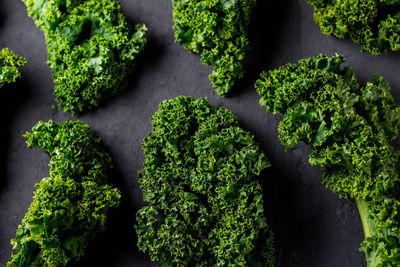 Kale leaves greens on black background