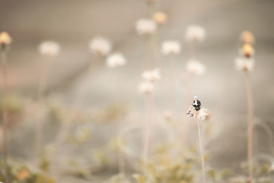 Close-up of insect on plant