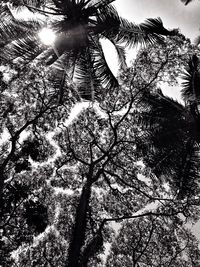 Low angle view of trees against sky