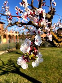 Close-up of white cherry blossom tree