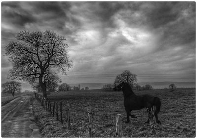 Horses on field against cloudy sky