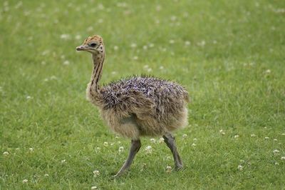 Little ostrich bird on a field 