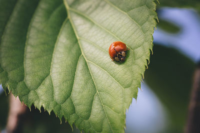 Red ladybug on a raspberry leaf