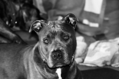 Close-up portrait of dog relaxing at home