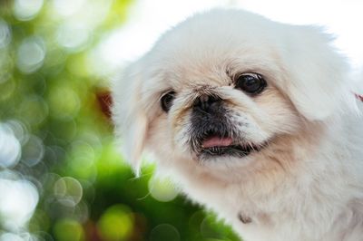 Close-up portrait of a dog