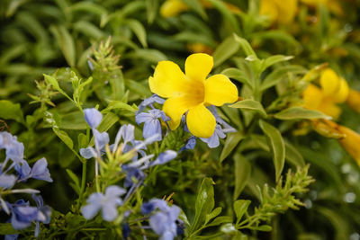 Close-up of yellow flowering plant
