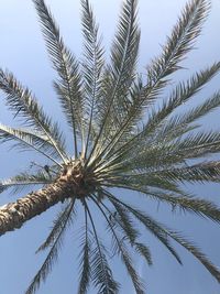 Low angle view of palm tree against clear sky