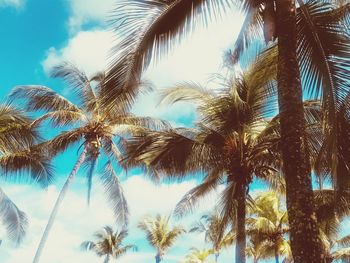 Low angle view of palm trees against sky