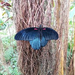 Close-up of butterfly on tree trunk