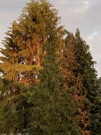 High angle view of trees growing in forest against sky