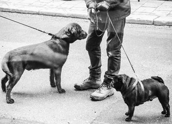 Low section of man standing with dog