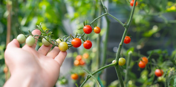 Selective focus on hand gently touching ripe and unripe cherry tomatoes on branch with blurred