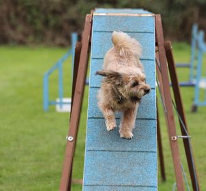 Dog on a walkway doing agility