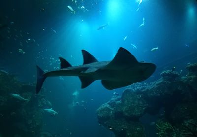 Fish swimming in sea