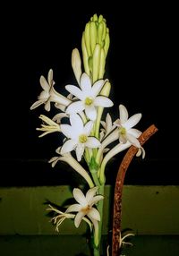 Close-up of white flowers against black background