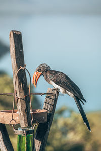 Close-up of bird perching on wooden post