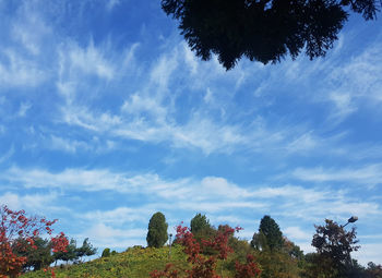 Low angle view of trees against sky