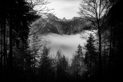 Silhouette trees in forest against sky