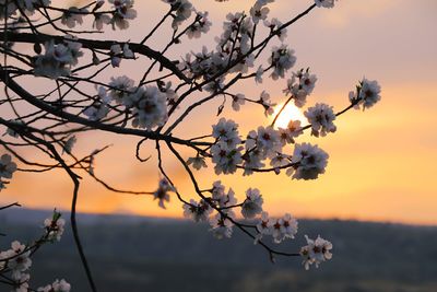 Close-up of cherry blossom against sky during sunset