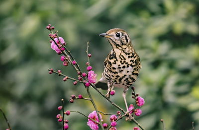 Close-up of bird perching on pink flower