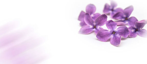 Close-up of purple flowering plant over white background