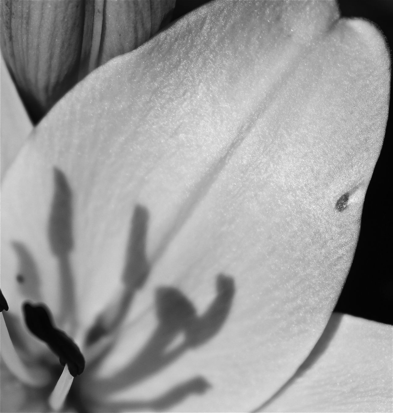 Close-up shadow