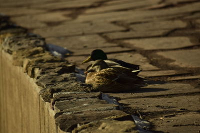 High angle view of bird on wood