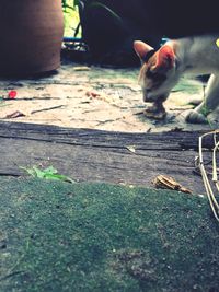 Close-up of cat