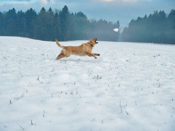 Dog running on snowy field against sky during snowfall