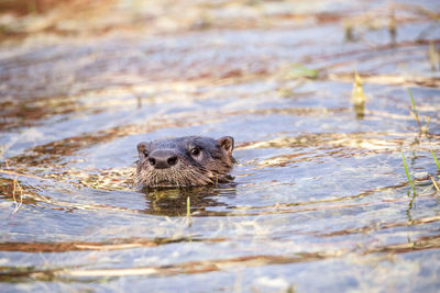 Juvenile river otter lontra canadensis in a pond in naples, florida