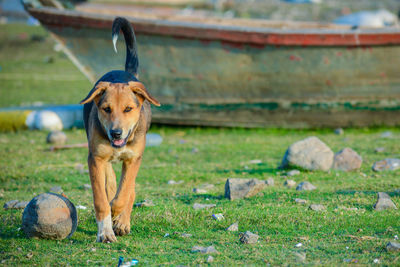 Portrait of dog on field