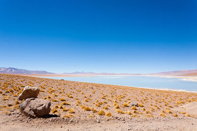 Scenic view of beach against clear blue sky