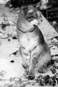 Close-up of a cat looking away