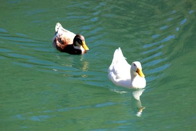 High angle view of swans swimming in lake