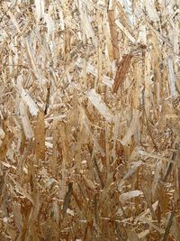 Full frame shot of wheat crops