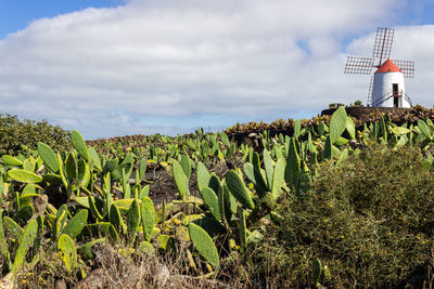 Prickly pear cactus field and windmill in the background in jardin de cactus