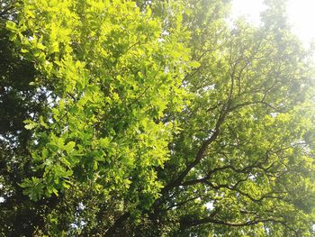 Low angle view of trees