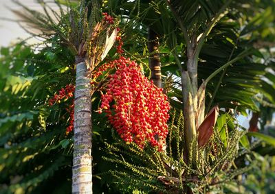 Low angle view of plants