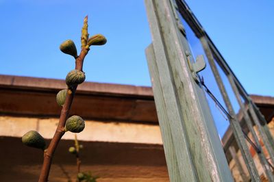 Low angle view of wood against clear sky