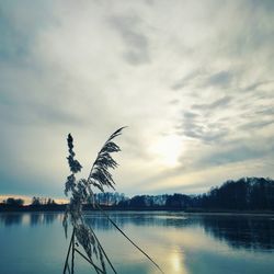 Silhouette tree by lake against sky during sunset