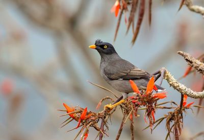 Close-up of bird perching on tree