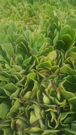 Close-up of green leaves