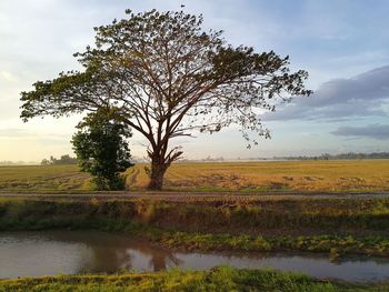 Tree by landscape against sky